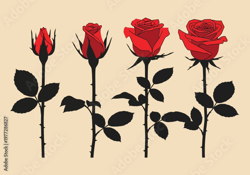 Stages of Blooming Red Rose Vector Illustration Set, Lifecycle of a Rose Flower from Bud to Full Bloom