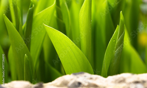 Canvas Print Lush green plant blades illuminated by soft sunlight
