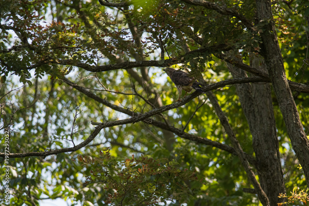 Fototapeta premium Cooper's Hawk in the tree canopy and looking up