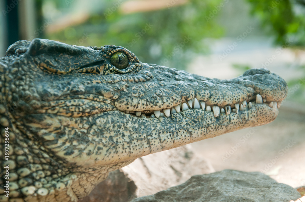 Fototapeta premium Close Up Crocodile Head with Sharp Teeth and Eye Detail, Dangerous Predator Reptile, Wildlife Macro Texture, Exotic Animal Portrait in Natural Habitat 