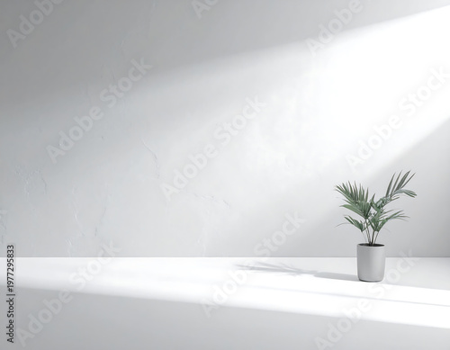Minimalist White Concrete Wall with Small Potted Plant and Sunlight Shadow