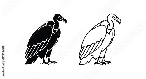 Vulture Birds Illustration: Black and White Sketches Vector