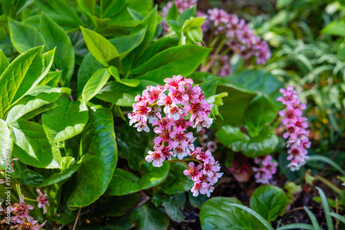 Cuadro en lienzo Bergenia Crassifolia Pacifica Grows in a Garden With Green Leaves and Pink Flowe
