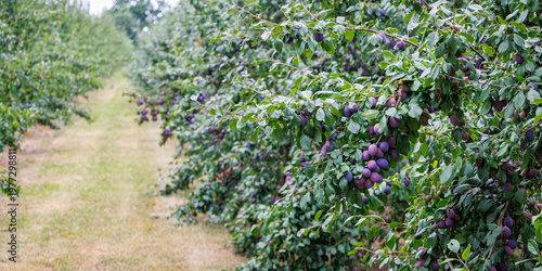 Lush trees filled with ripe purple plums stretch along a serene pathway in an orchard under clear skies in late summer