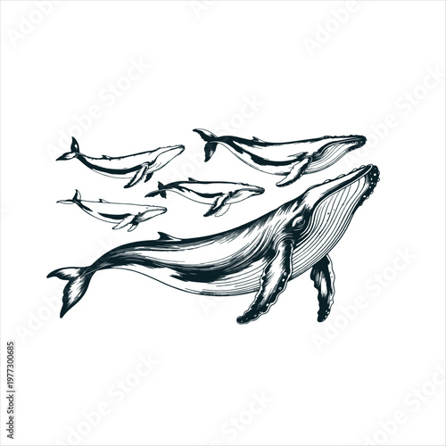 Black and white of a flying bird of prey eagle raptor