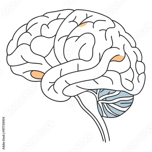 Human brain anatomy, vector illustration, brain structure, neuroscience, medical