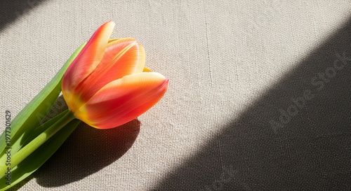 Vibrant tulip flower resting on textured surface with soft light  