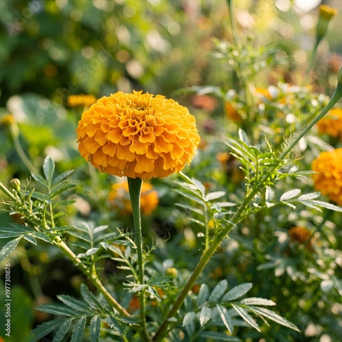 Vibrant Orange Marigold Flower in Full Bloom with Lush Green Leaves and Stems in a Sunny Garden Setting