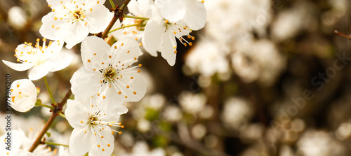 A blooming cherry branch on a dark background on a sunny day
