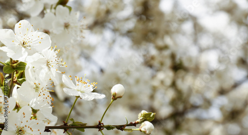Cherry blossom in spring