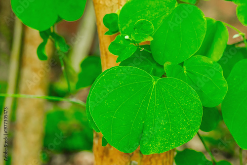 Bild auf Leinwand Bauhinia petersiana plant leaves with distinctive bilobed, heart-like shape