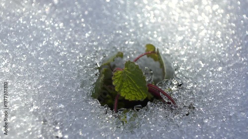 キラキラ輝く雪の下から力強く芽生えた葉