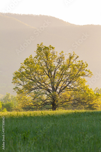 66745-04813 Sunrise in Cades Cove in spring Great Smoky Mountains National Park TN