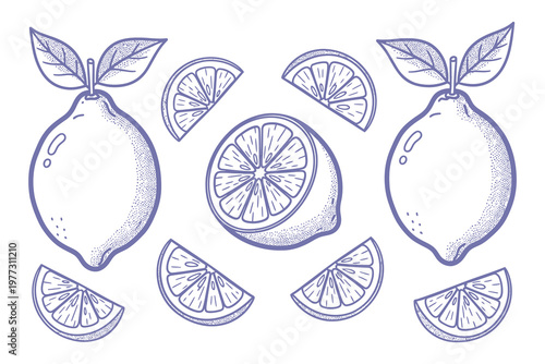 Watercolor sketch of lemons a citrus fruit illustration with slices and leaves
