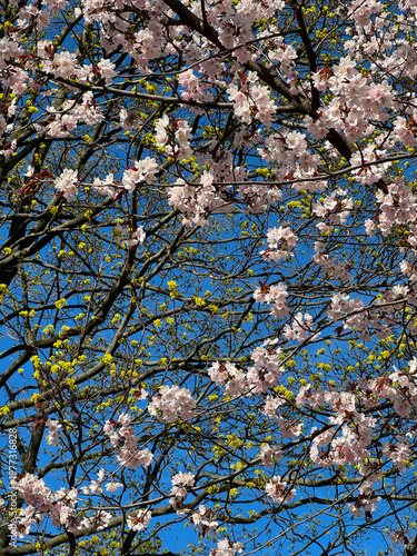 Tableau sur toile Soft pink cherry blossoms blooming against clear blue sky