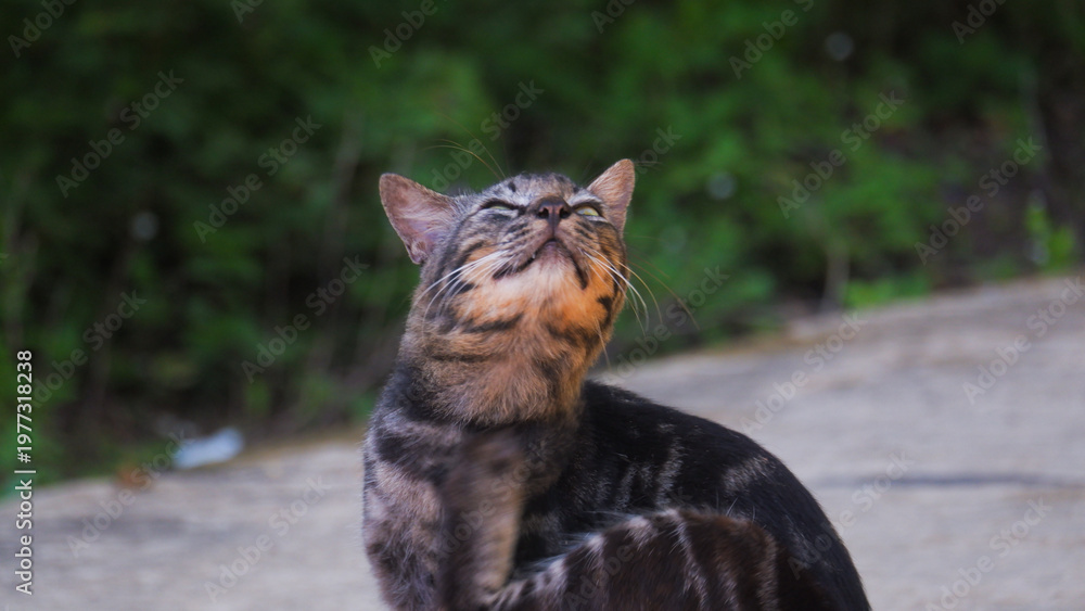 Fototapeta premium Alert Tabby Cat with Ears Back Looking Sideways Outdoors