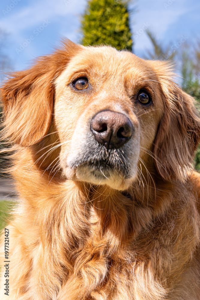 Obraz premium Golden retriever dog lying on green grass in a sunny garden, looking upward with a calm and attentive expression. 