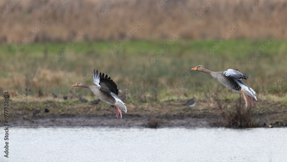 Obraz premium Greylag Geese (Anser anser) Landing on Water