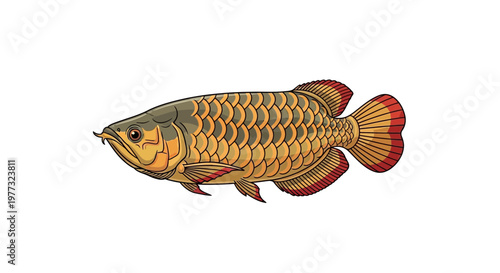 Golden Arowana Fish Illustration, Freshwater Aquarium Pet