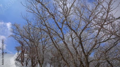 【御在所岳】青空を背景にした樹氷の冬景色