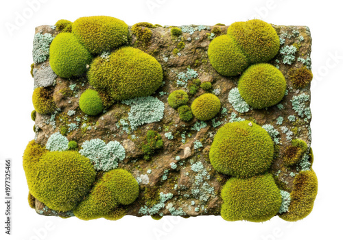 Rustic Stone Texture Covered With Natural Green Moss And Lichen