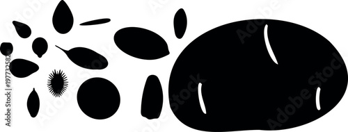 Set of vegetable seeds and potato tuber silhouettes: botanical size comparison of organic farming crops