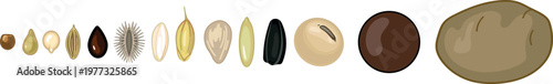 Set of various vegetable and grain seeds collection: from tiny seeds to potato tuber, botanical comparison