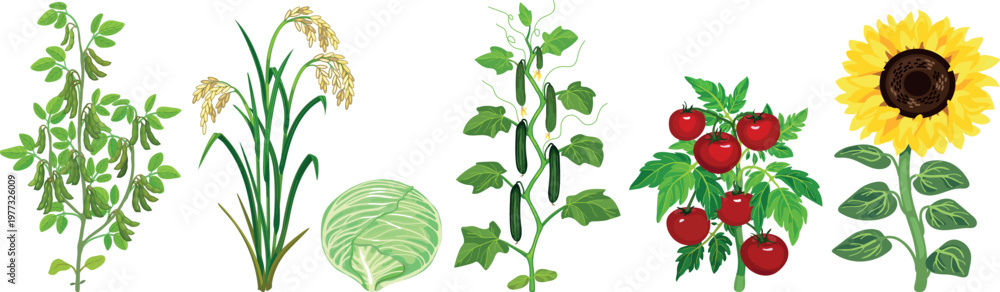 Fototapeta premium Collection of agricultural crop plants: soybean, rice, cabbage, cucumber, tomato and sunflower with green leaves and fruits