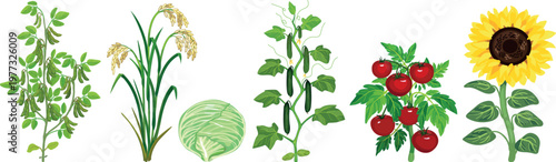 Collection of agricultural crop plants: soybean, rice, cabbage, cucumber, tomato and sunflower with green leaves and fruits