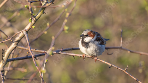 Male House Sparrow (Passer domesticus)