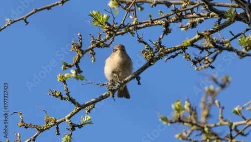Common Chiffchaff (Phylloscopus collybita) Singing in a Tree