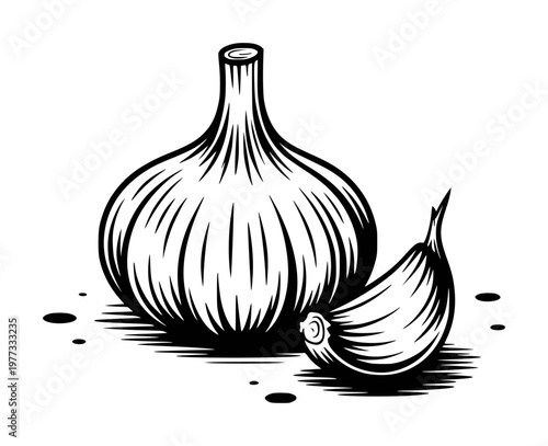 Black and white of a whole garlic bulb and a single clove a white background food