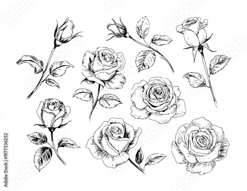 Hand-drawn black and white rose with transparent background, flower floral nature