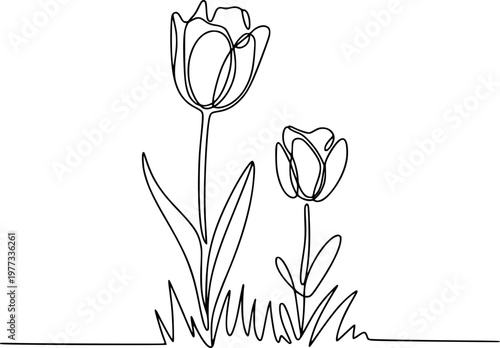 Minimalist continuous line of tulips in grass, floral flower single