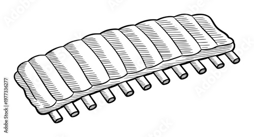Hand-drawn of raw pork ribs a white background, isolated meat food
