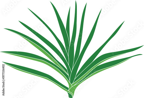 Vector illustration of a green pineapple plant with long pointed leaves isolated on white