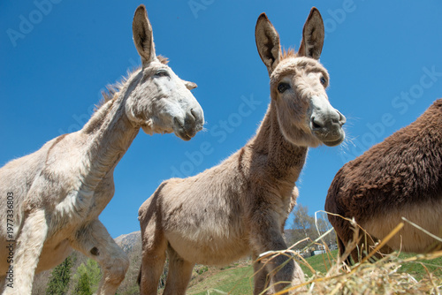 Curious donkeys in close-up in the mountain countryside