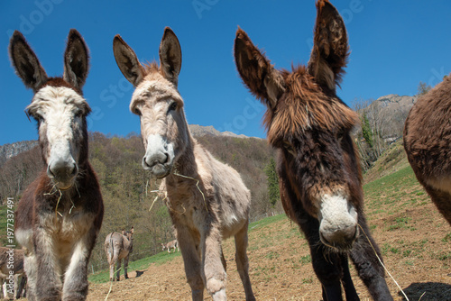 Curious donkeys in close-up in the mountain countryside