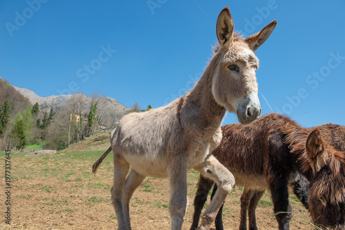 Curious donkeys in close-up in the mountain countryside
