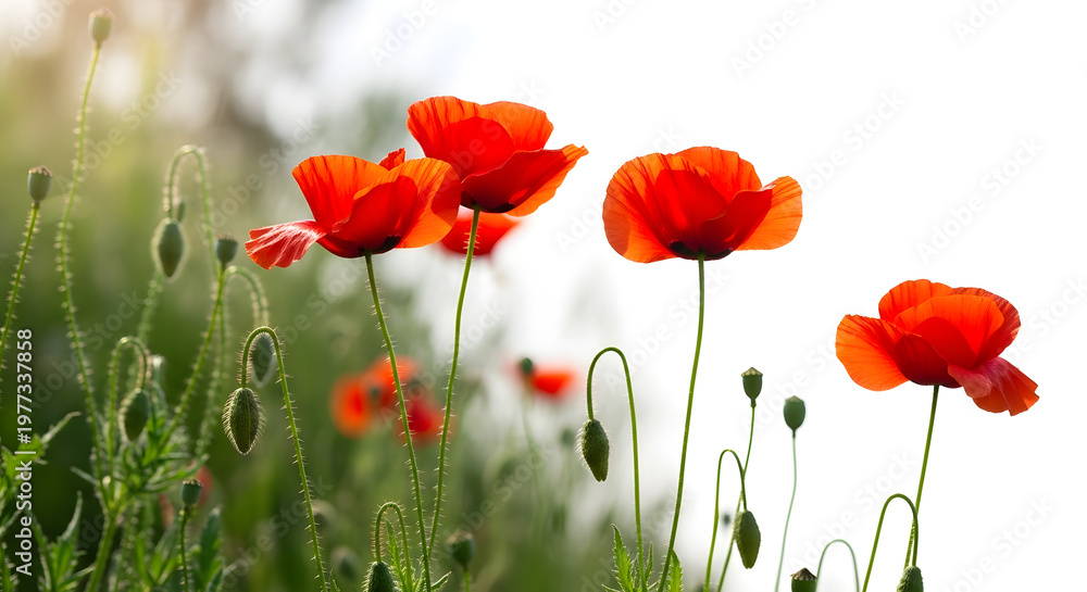 Naklejka premium Vibrant red poppies with green stems and buds on white background