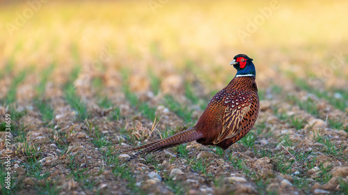 Wild pheasant in a field