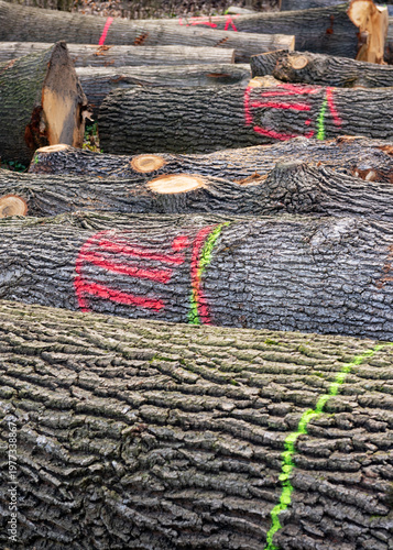 Log trunks pile, Wooden trunks pine, Logging timber wood industry.