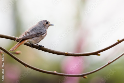 redstart female looking for food on twig (Phoenicurus ochruros)