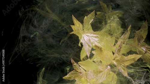 Topview leaves rotating in emerald ink, choreographed botanical ballet with soft smoke trails and high contrast studio lighting, artful motion piece