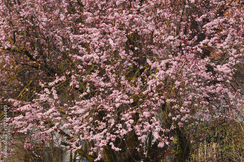  Kirschpflaume,  Prunus cerasifera, Blutpflaume