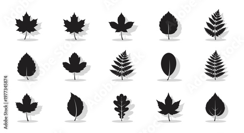 Collection of various leaf shapes.