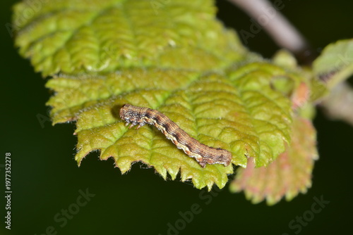 Große Frostspanner,  Erannis defoliaria,  Raupe
