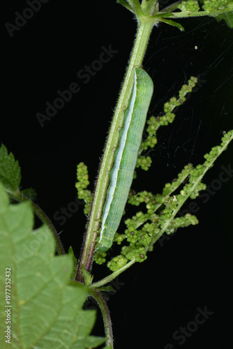 Variable Kätzcheneule, Orthosia, Orthosia incerta, Raupe auf einem Brennesselblatt