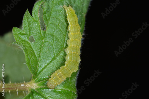 Heidelbeer-Schnabeleule, Hypena crassalis