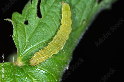 Heidelbeer-Schnabeleule,  Hypena crassalis